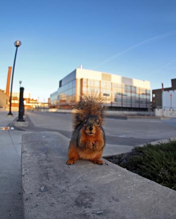 university of michigan ann arbor large squirrel